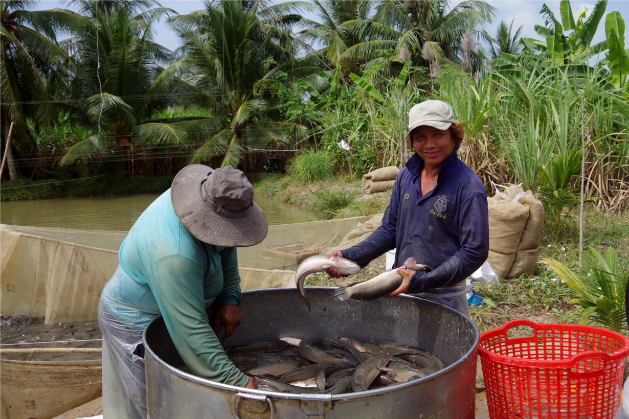 Giá cá lóc tăng cao, nông dân Trà Vinh lãi đậm (20/5/2023)